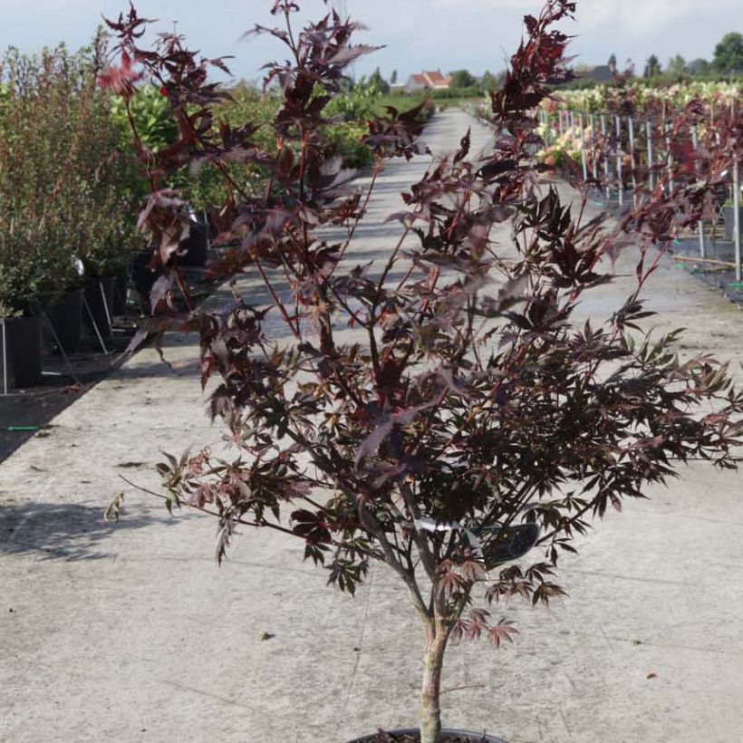 Érable du Japon - Acer palmatum Trompenburg (Plant habit)