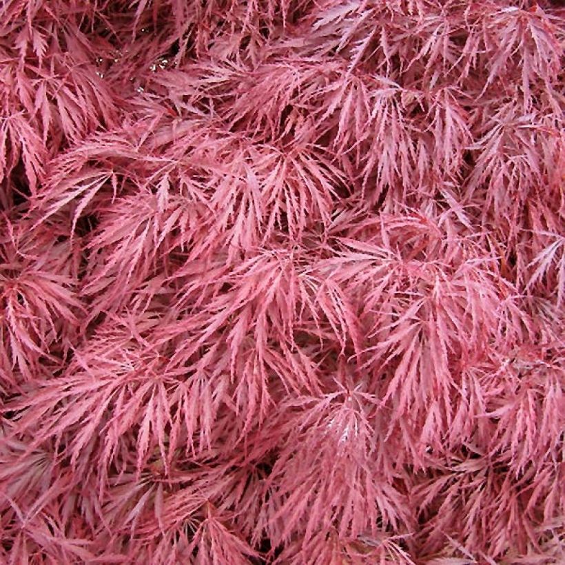 Acer palmatum Dissectum Atropurpureum - Érable du Japon (Foliage)