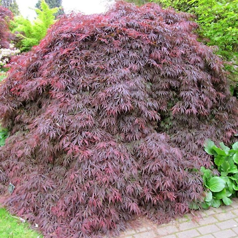 Acer palmatum Dissectum Atropurpureum - Érable du Japon (Plant habit)