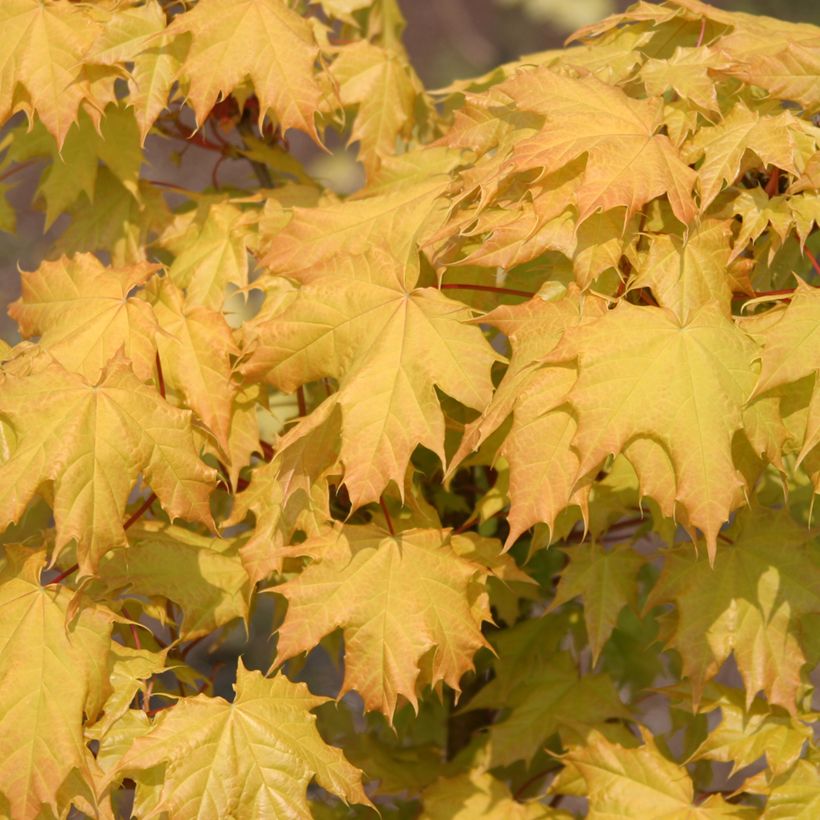 Acer platanoides Golden Globe - Erable plane (Foliage)