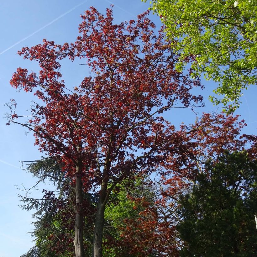 Acer platanoides Royal Red - Érable plane (Plant habit)