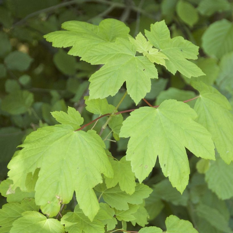 Érable sycomore - Acer pseudoplatanus (Foliage)