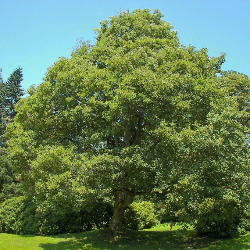 Érable sycomore - Acer pseudoplatanus (Plant habit)