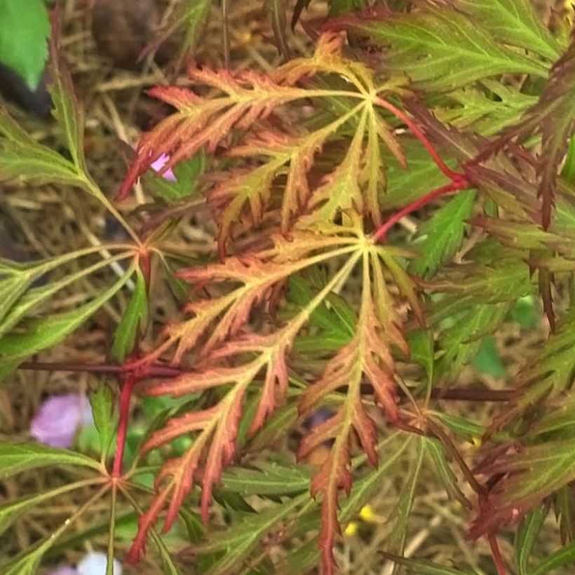 Erable du Japon - Acer pseudosieboldianum Ice dragon (Foliage)