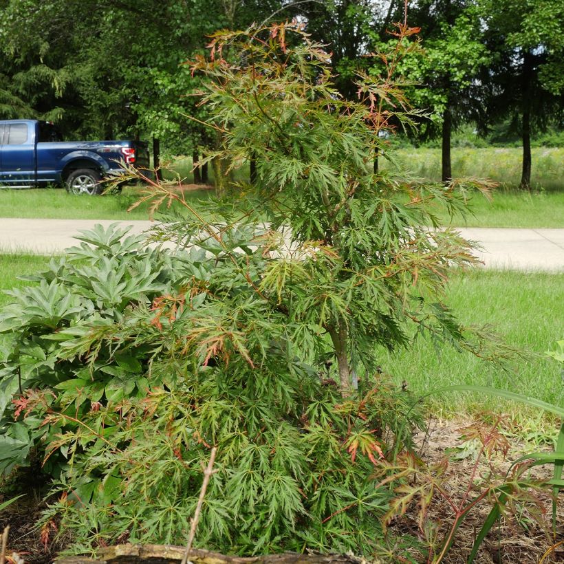 Erable du Japon - Acer pseudosieboldianum Ice dragon (Plant habit)
