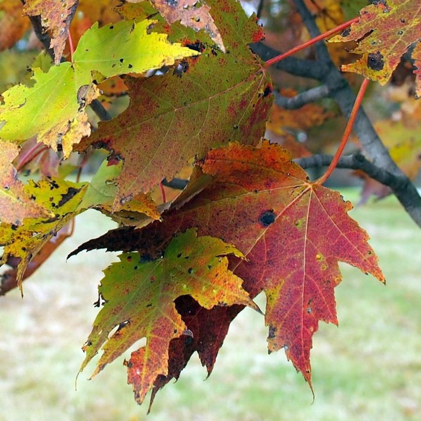 Acer rubrum Armstrong - Érable rouge (Foliage)
