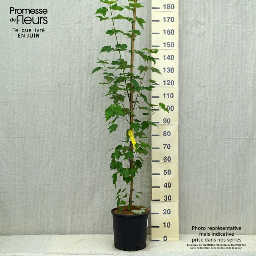Example of Acer rubrum Fairview Flame - Erable rouge Pot de 12L/15L as you get in ete