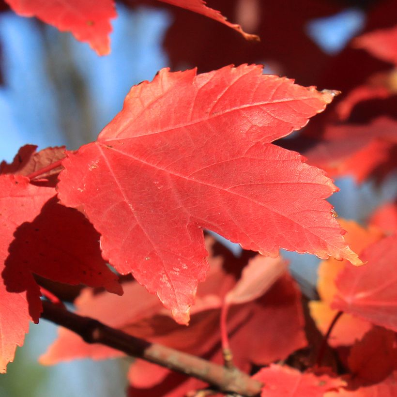 Acer rubrum Fairview Flame - Erable rouge (Foliage)
