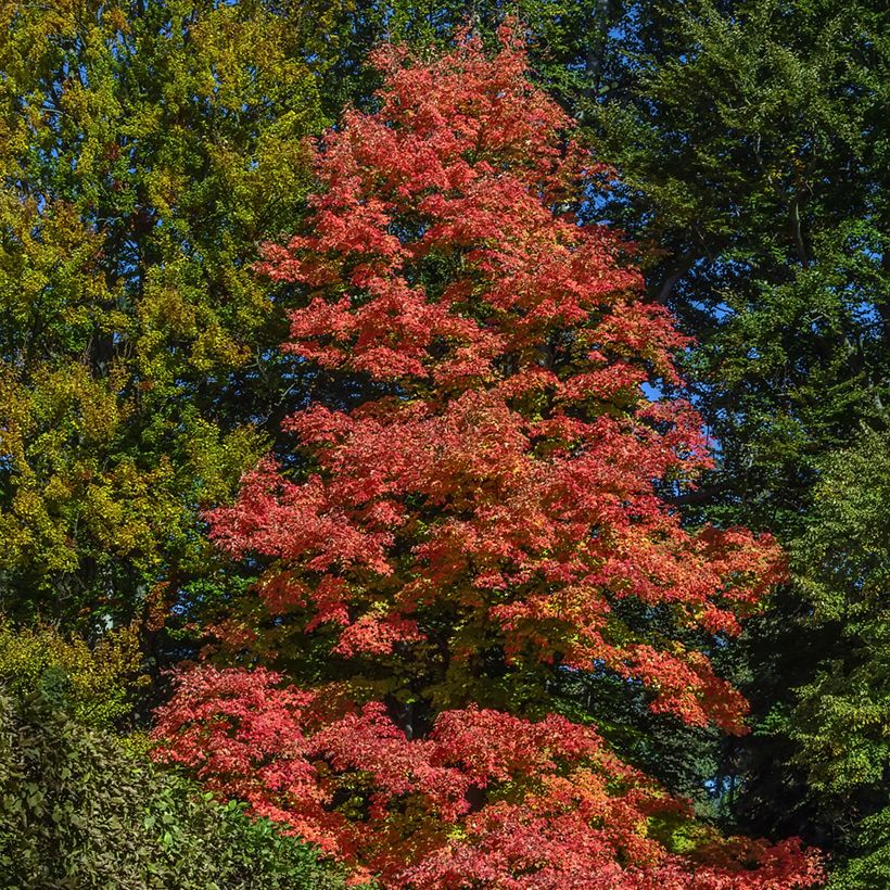 Acer rubrum Fairview Flame - Erable rouge (Plant habit)