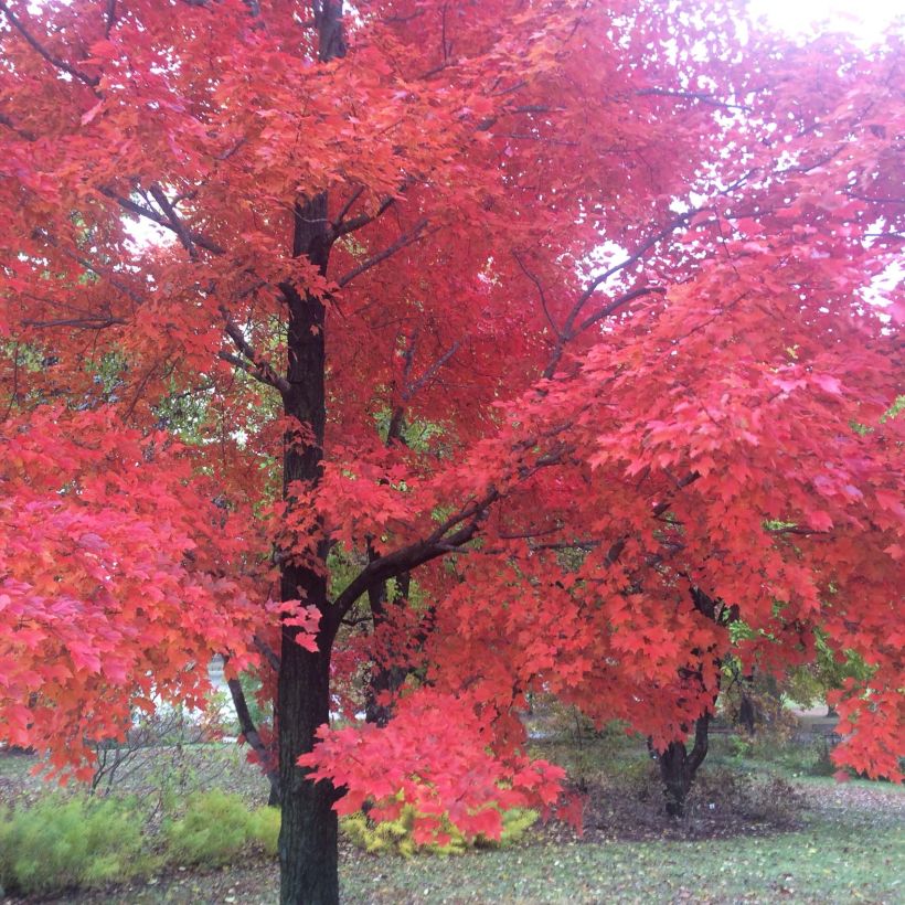 Acer rubrum Red Sunset - Érable rouge en tige 6/8 cm (Plant habit)