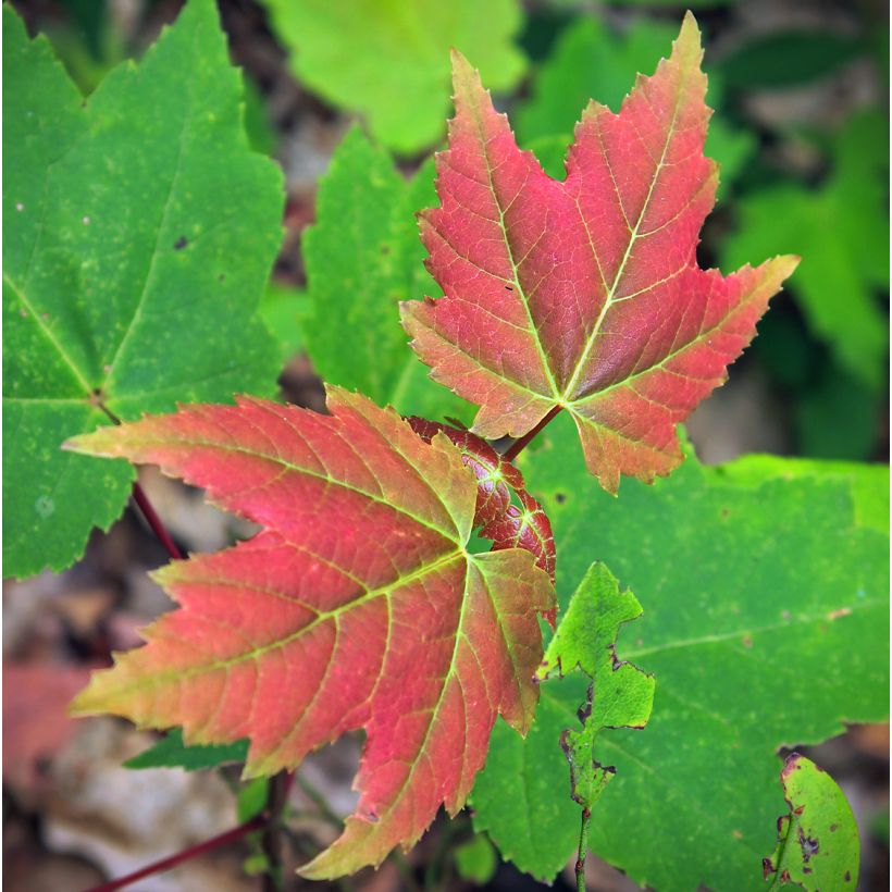 Érable rouge - Acer rubrum Summer Red (Foliage)