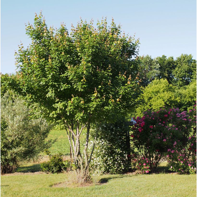 Érable rouge - Acer rubrum Summer Red (Plant habit)