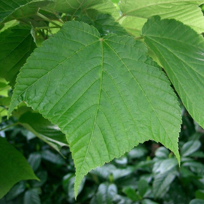 Acer rufinerve - Erable à peau de serpent (Foliage)