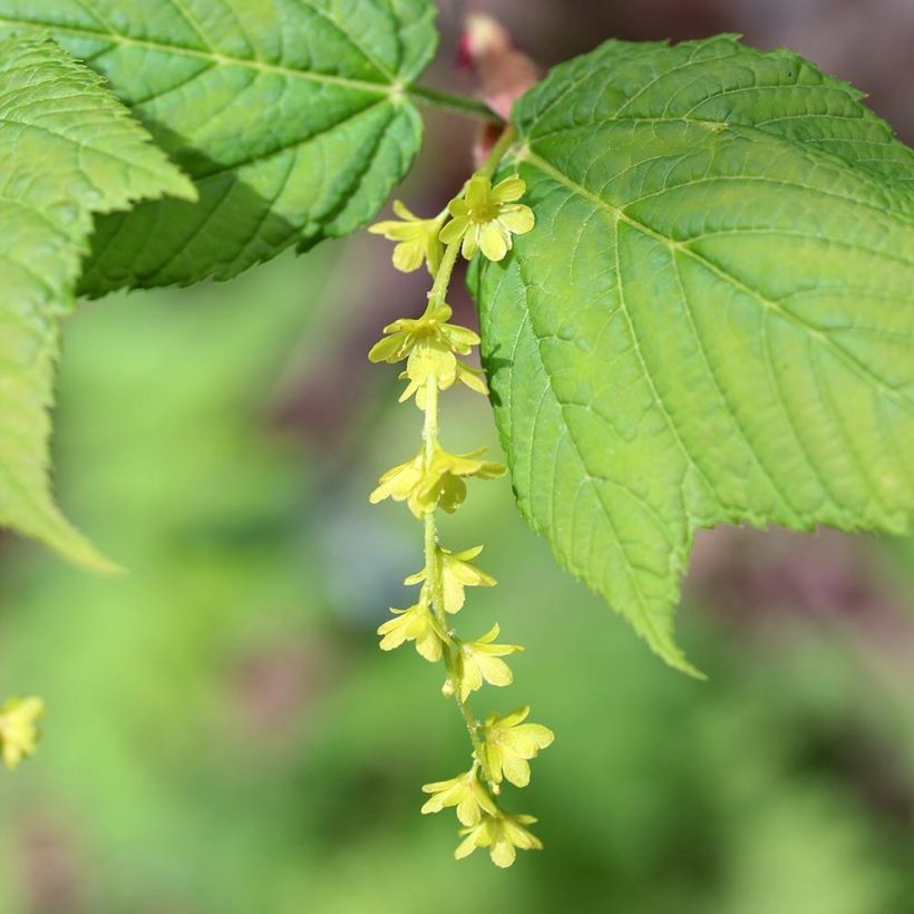 Acer rufinerve - Erable à peau de serpent (Flowering)