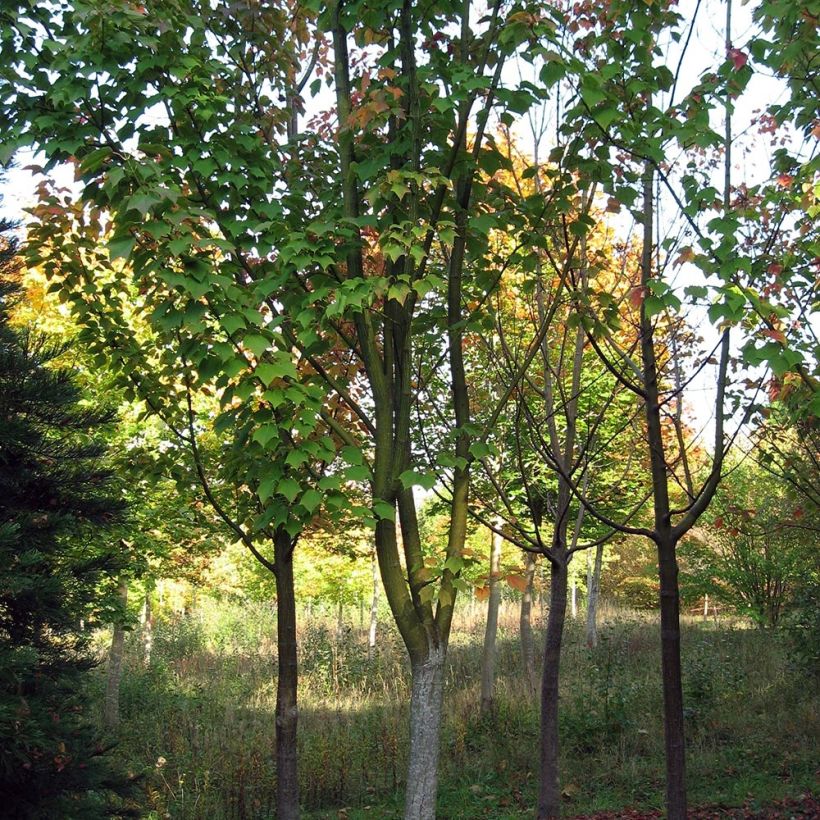 Acer rufinerve - Erable à peau de serpent (Plant habit)
