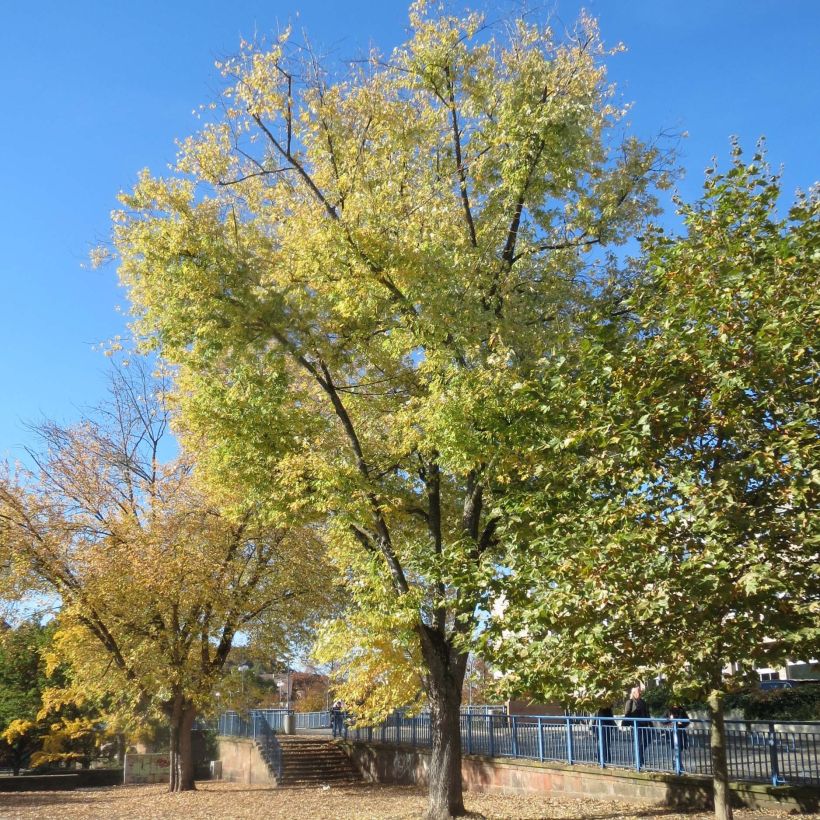Érable argenté - Acer saccharinum (Plant habit)
