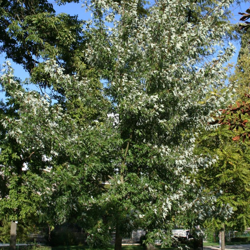 Acer saccharinum Laciniatum Wieri - Érable argenté (Plant habit)