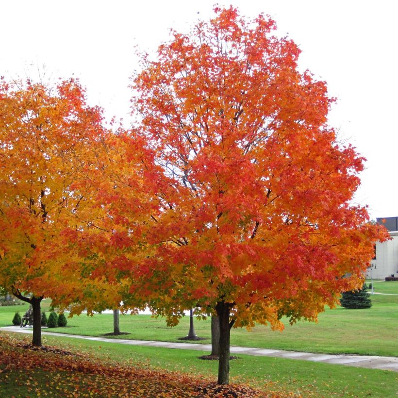 Acer saccharum - Érable à sucre (Plant habit)