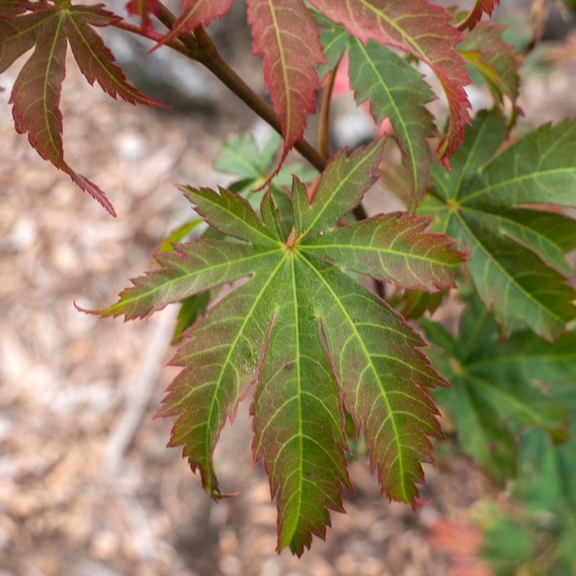 Erable du Japon - Acer pseudosieboldianum North Wind (Foliage)