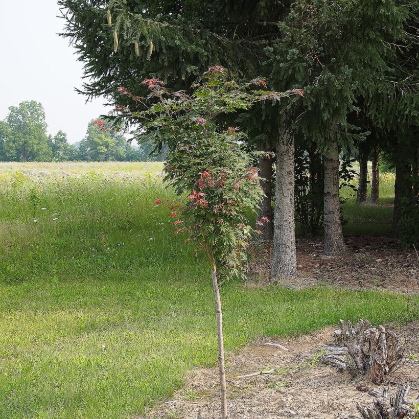 Erable du Japon - Acer pseudosieboldianum North Wind (Plant habit)