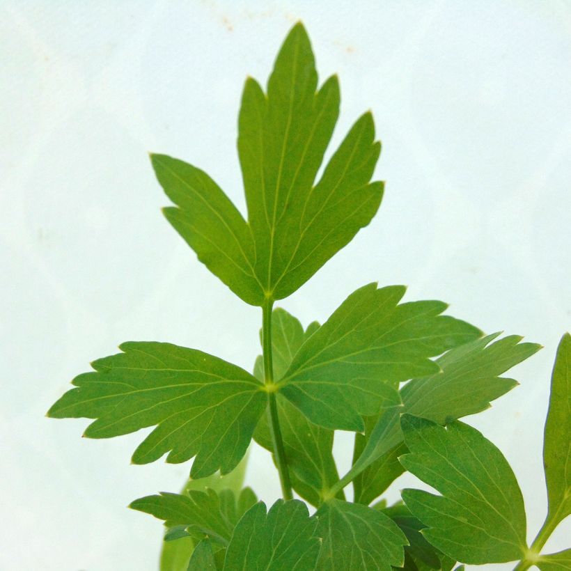 Ache des montagnes ou Livèche (Foliage)