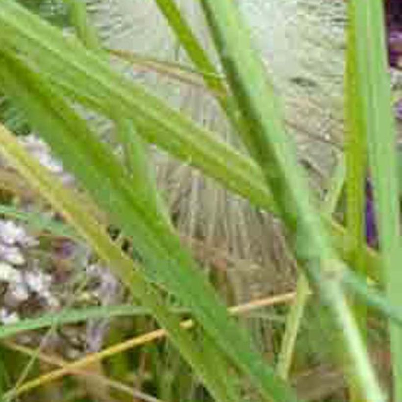 Achillée millefolium Chamois (Foliage)