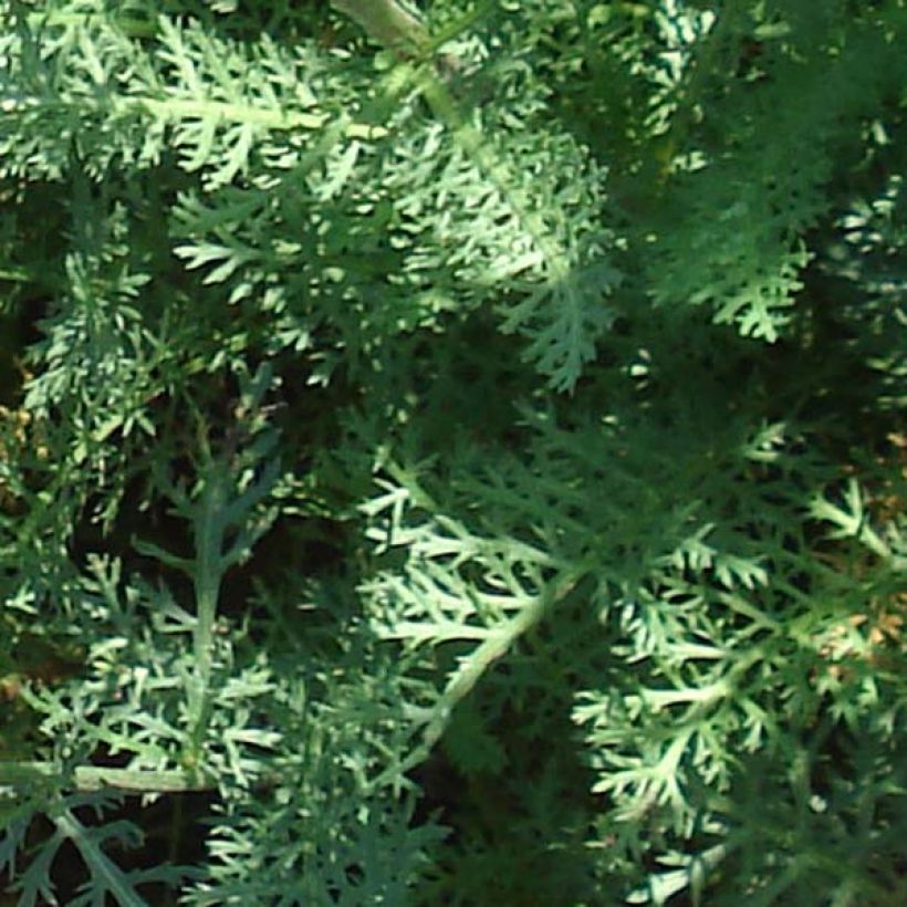 Achillée millefeuille Saucy seduction (Foliage)