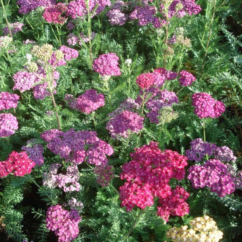 Achillée millefeuille Saucy seduction (Plant habit)