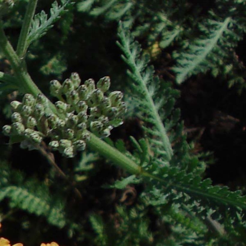 Achillée millefolium Summerwine (Foliage)