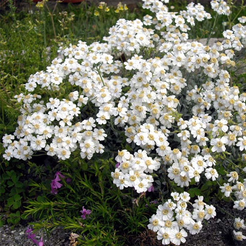 Achillea ageratifolia - Achillée à feuilles d'agérate (Flowering)