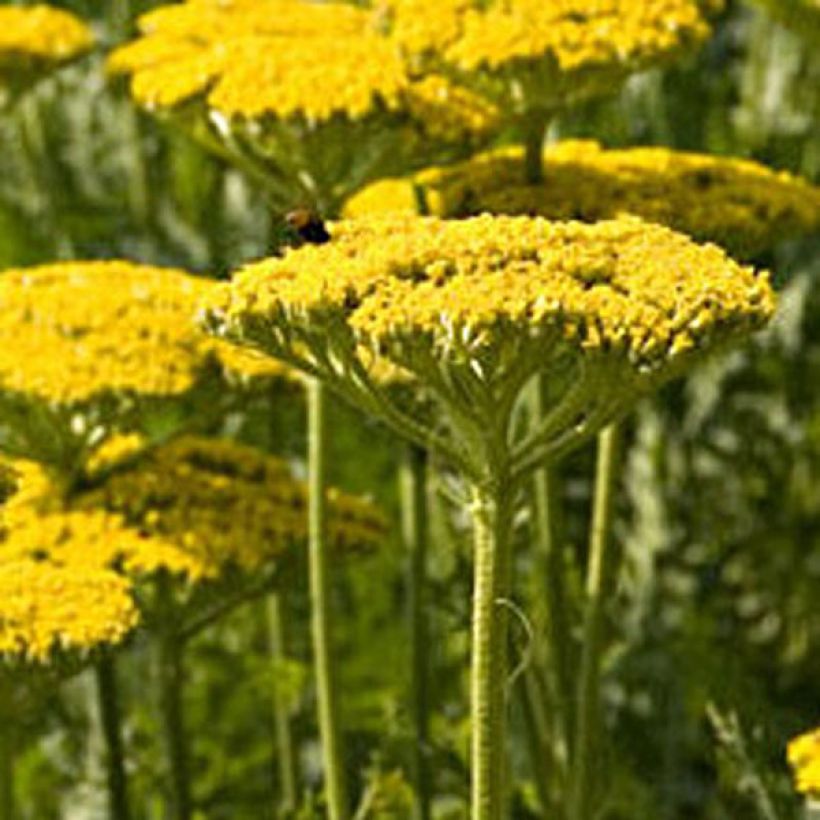 Achillée filipendulina Golden Plate (Plant habit)