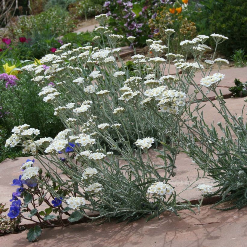 Achillea kellereri - Achillée (Plant habit)