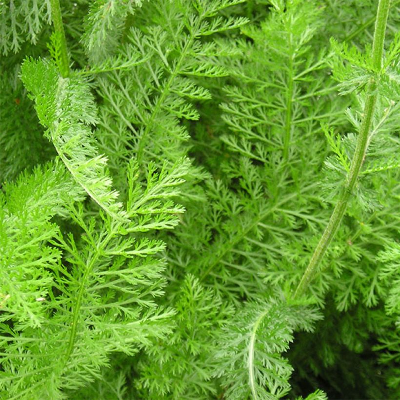 Achillée Desert Eve Red (Foliage)