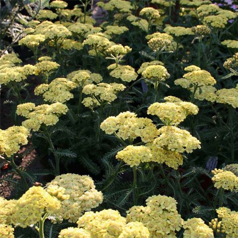 Achillée Desert Eve Yellow (Flowering)