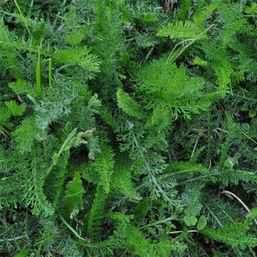 Achillée millefolium Jacqueline (Foliage)