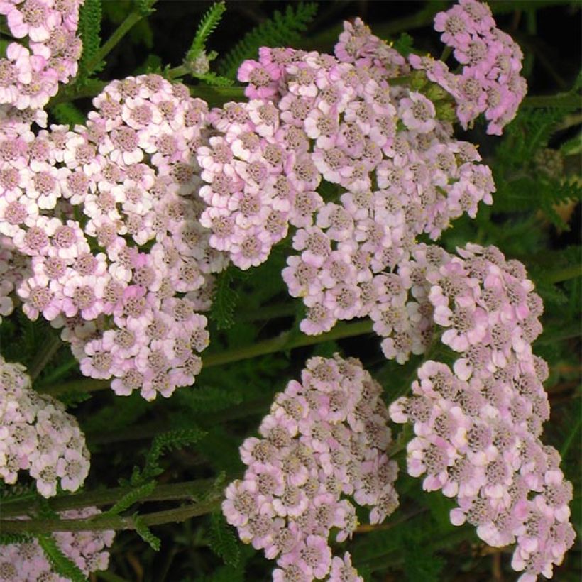 Achillée millefolium Jacqueline (Flowering)