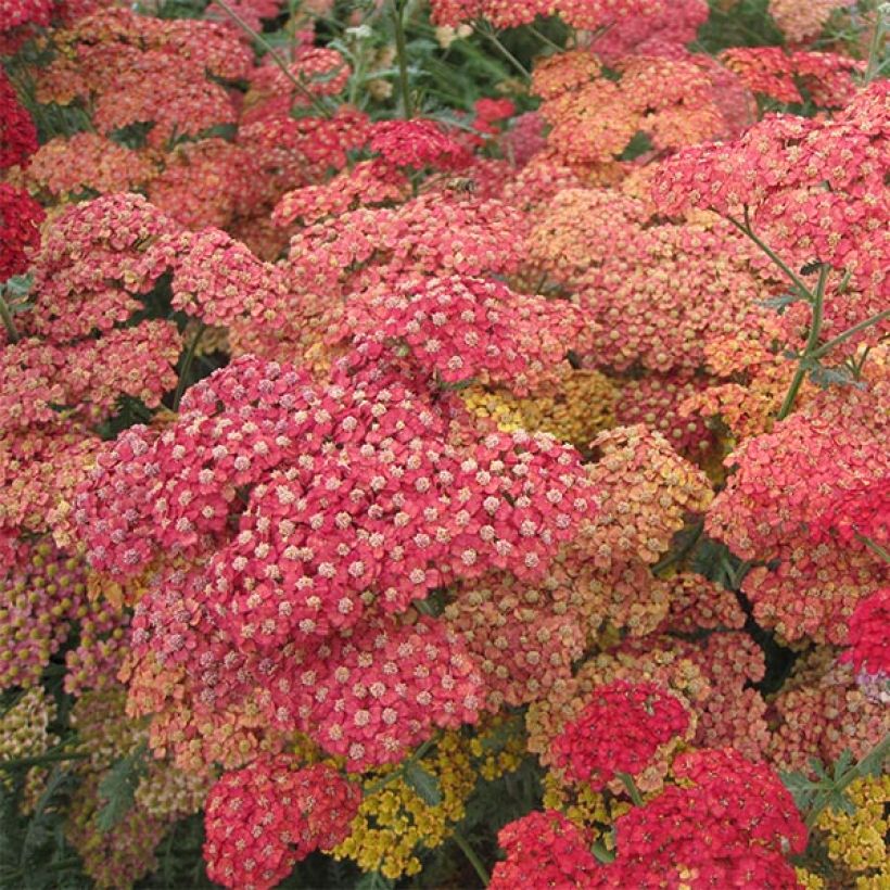 Achillée millefolium Pretty Woman (Flowering)