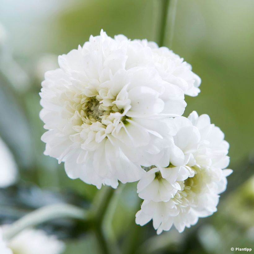 Achillea ptarmica Diadem - Bouton d'argent (Flowering)