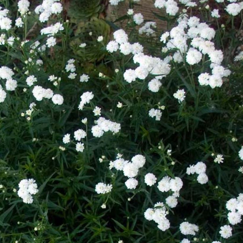 Achillée ptarmica Perry's White (Plant habit)
