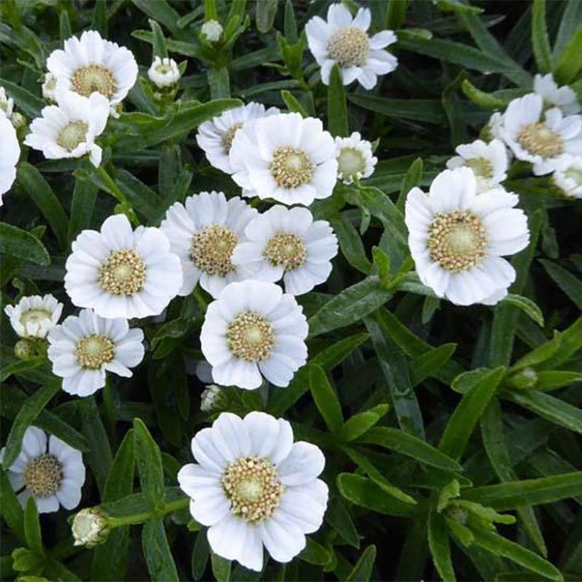 Achillea ptarmica Weihenstephan - Bouton d'argent (Flowering)