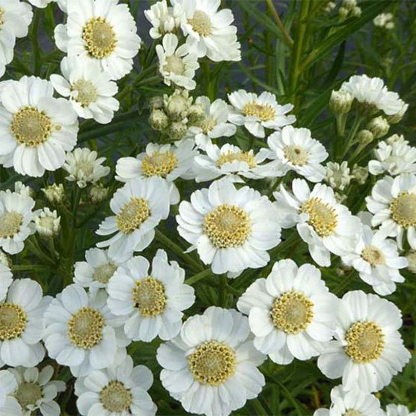 Achillea ptarmica Xana - Bouton d'argent (Flowering)