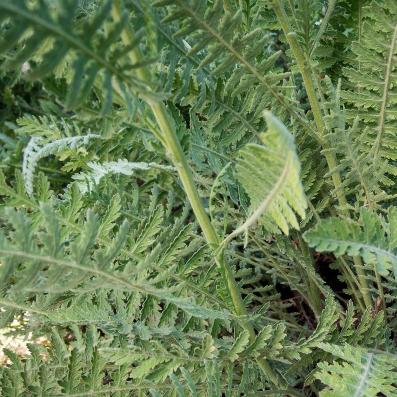 Achillée Coronation Gold (Foliage)