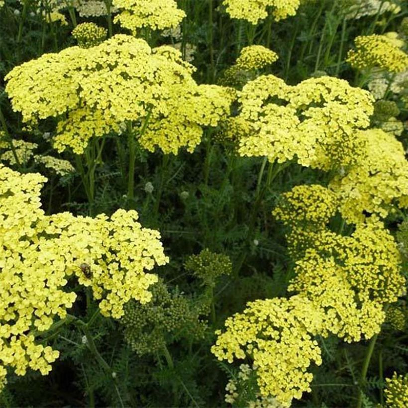 Achillée Credo (Flowering)
