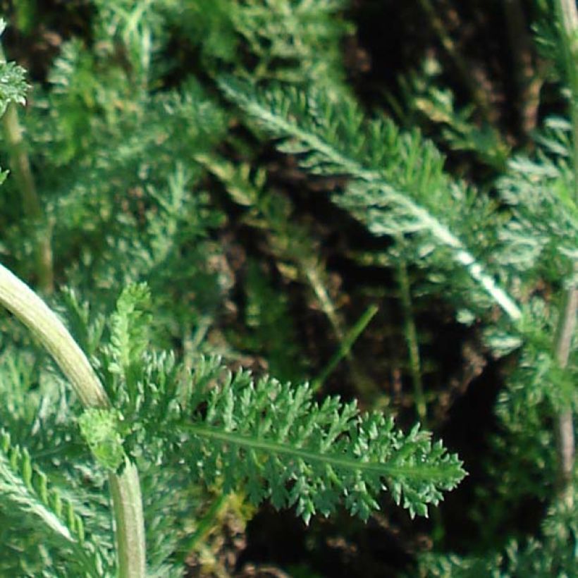Achillée millefolium Salmon Beauty (Foliage)