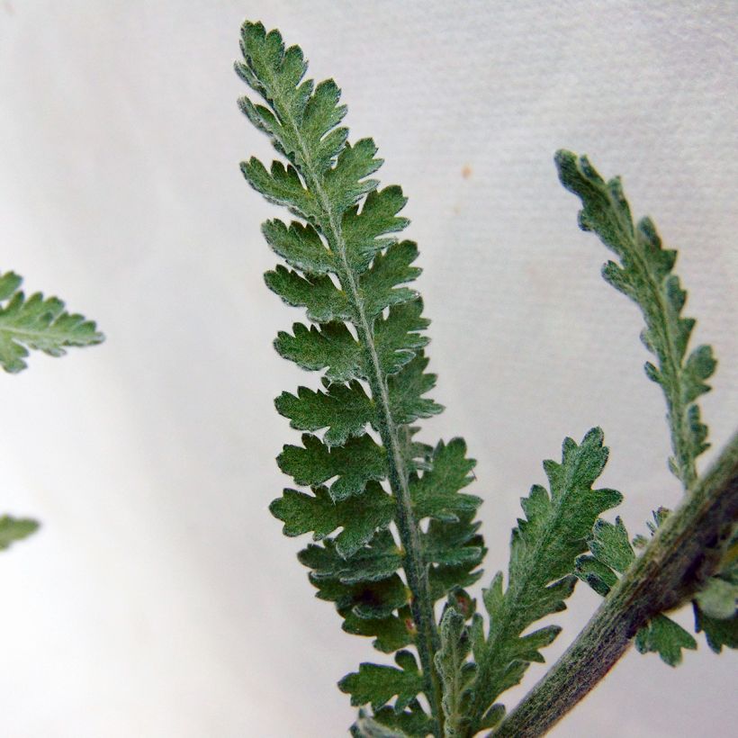 Achillée Moonshine (Foliage)