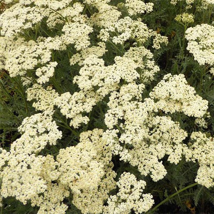 Achillée millefeuille Alabaster (Flowering)