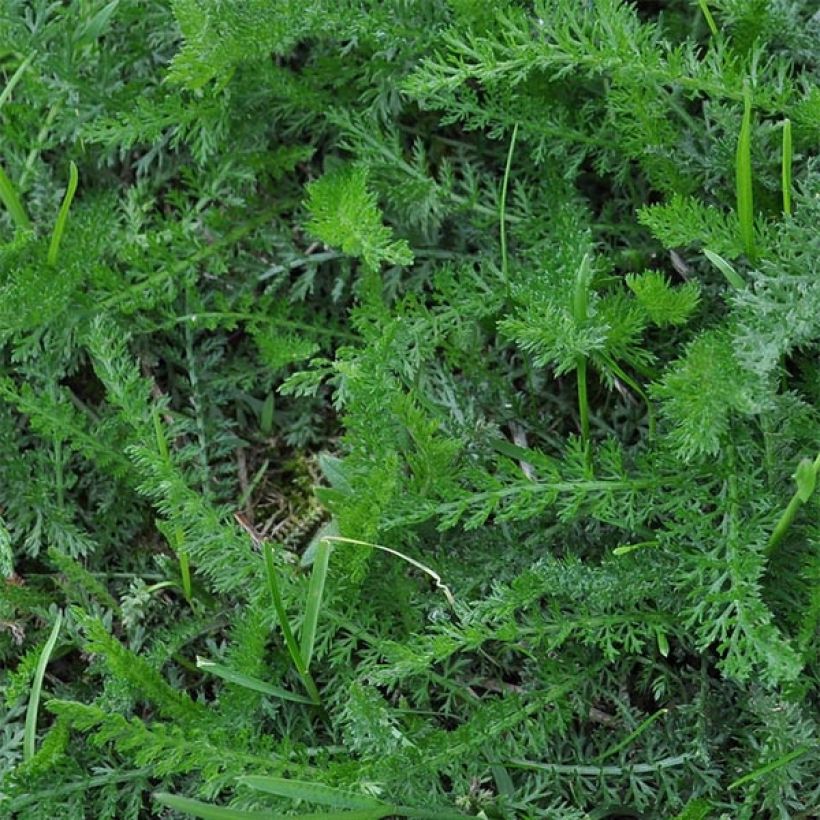Achillée millefeuille Lachsschönheit (Foliage)