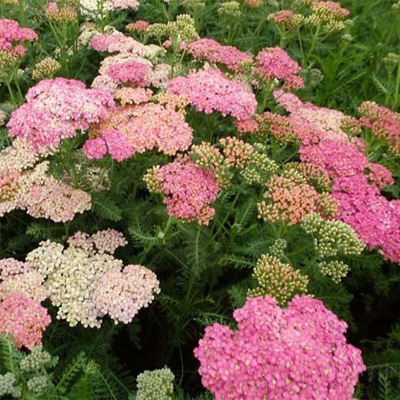 Achillée millefeuille Wesersandstein (Flowering)