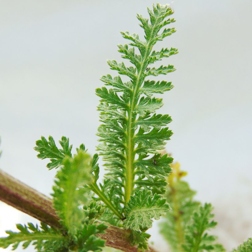 Achillée millefolium Heinrich Vogeler blanche (Foliage)