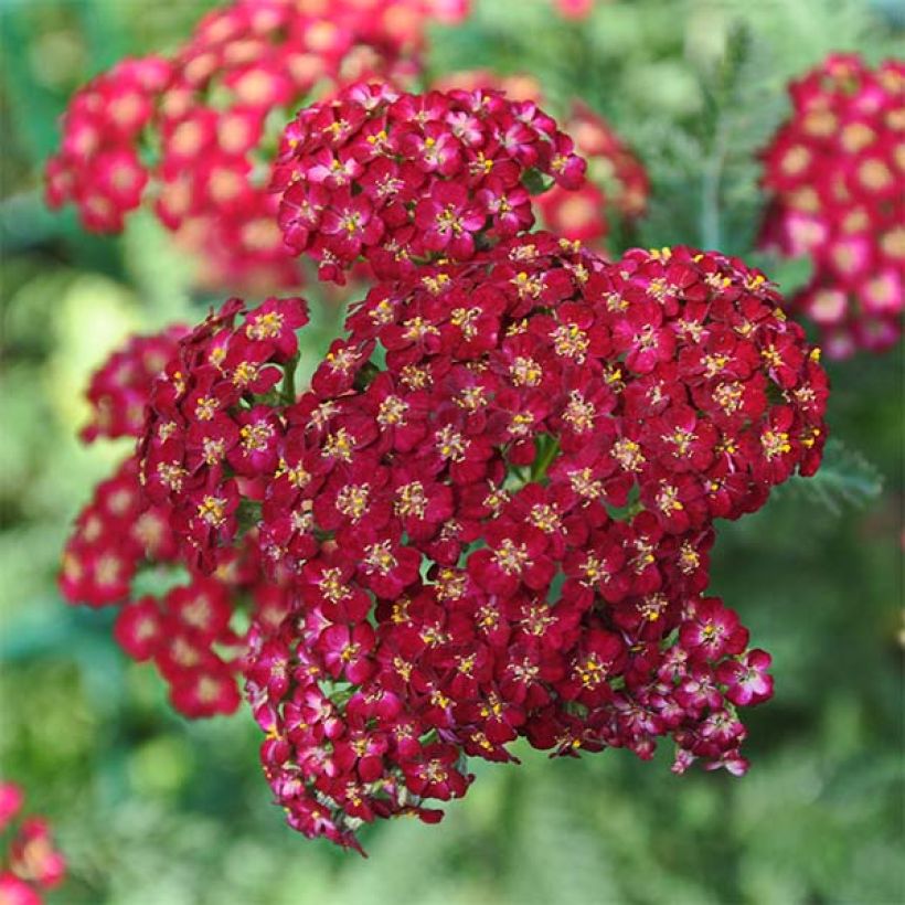 Achillée millefolium Laura (Flowering)